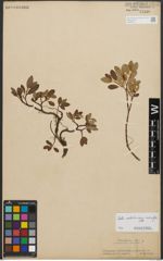 Foto von Salix reticulata L. x Salix waldsteiniana Willd.